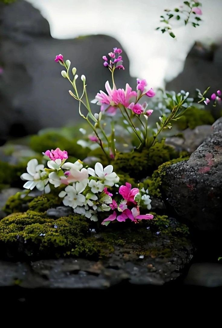 KlatuBaradaNiko's tweet photo. High in the hills, nestled among mossy whispers, tiny blossoms dare to dream.
A close-up tale of resilience, painted in petals. ๐ผ๐๏ธ
#FlowerPower #MountainBloom https://t.co/WxYg9XgnuO