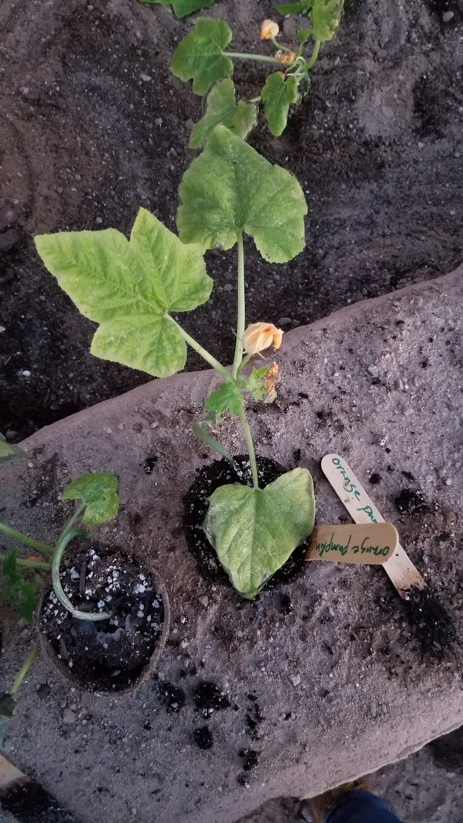 creating my own backyard pumpkin patch!