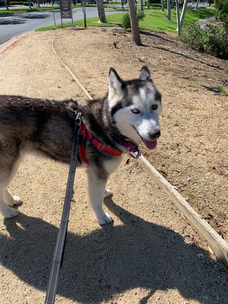 #Dog #Luna_CCSTCA_1O Let’s go! I love an adventure getpet.info/Luna_CCSTCA_1O