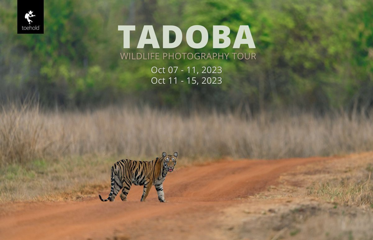 Maharashtra’s oldest and largest National Park, the Tadoba Andhari Tiger Reserve.
Join us to experience nature and wildlife at its best.

click on the link to register now 
bit.ly/3WMsBJW

#toeholdphototravel