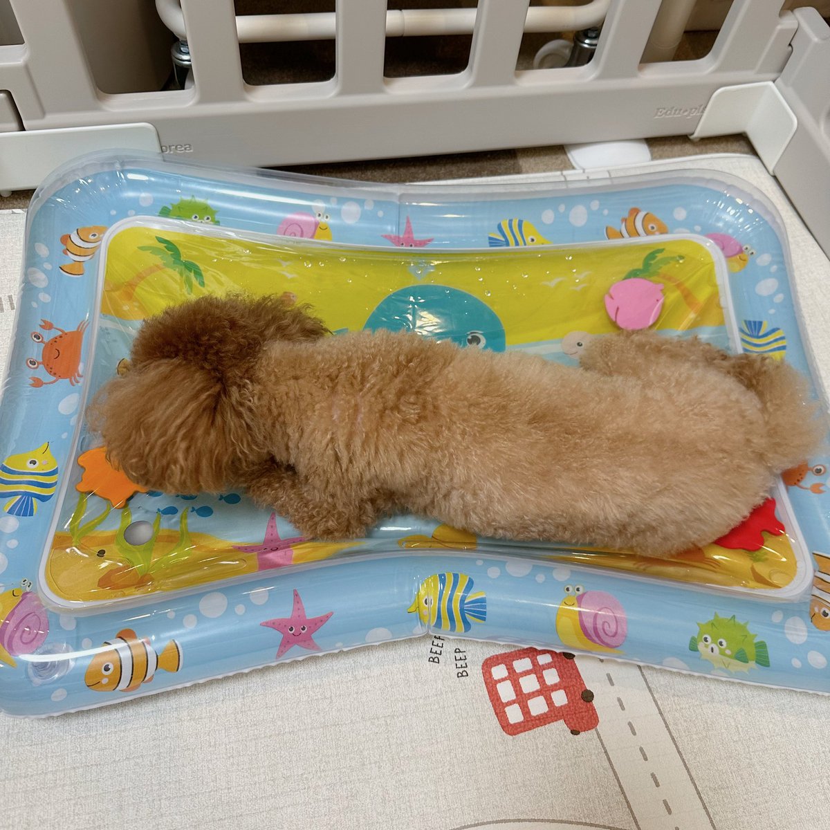 Michelle_e0705's tweet photo. ベビーウォーターマットが
お気に入りのミシェル🐶
最近、暑いのかな🫠？ https://t.co/EbjSKWKWhA