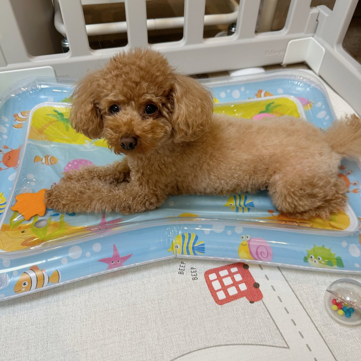 Michelle_e0705's tweet photo. ベビーウォーターマットが
お気に入りのミシェル🐶
最近、暑いのかな🫠？ https://t.co/EbjSKWKWhA