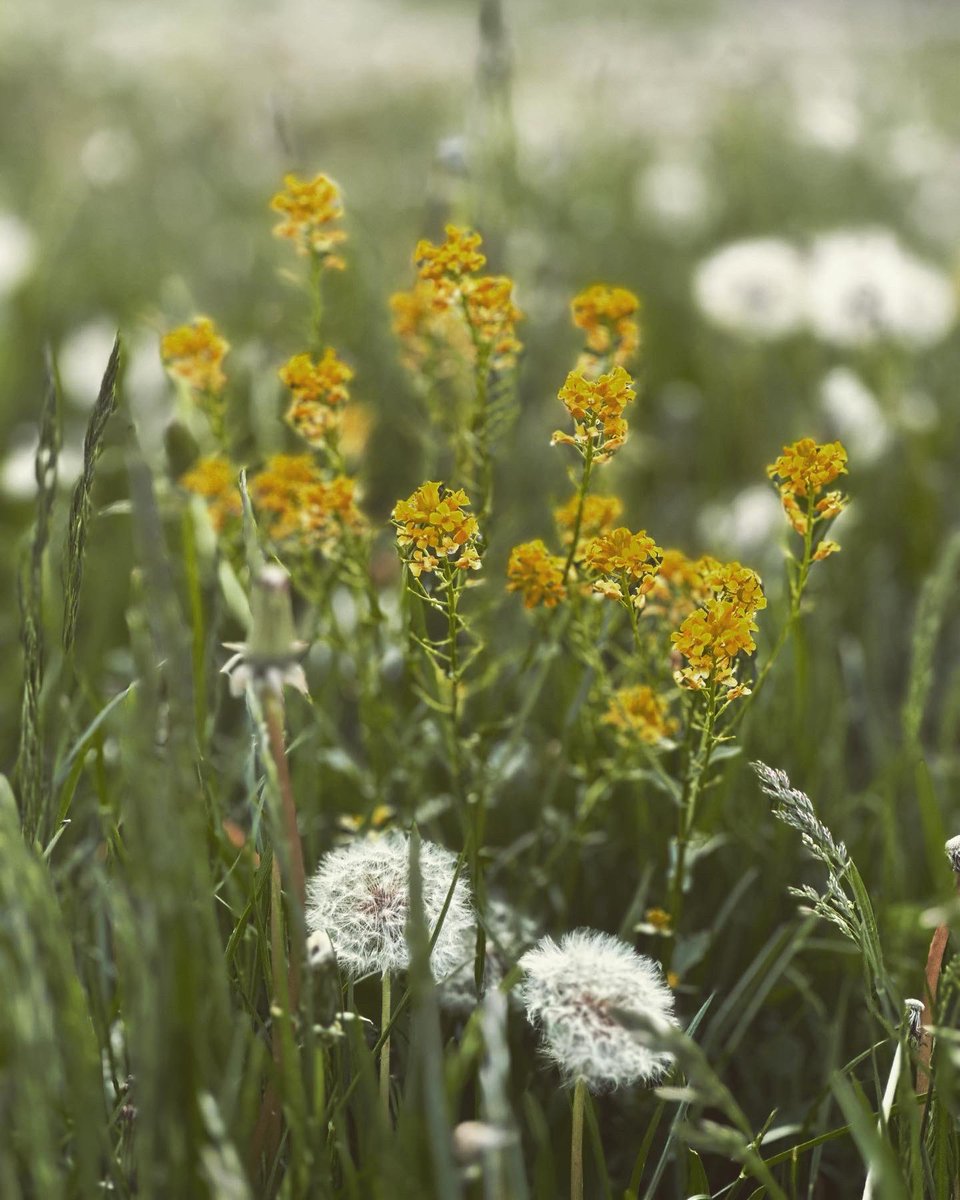sushantkanchan's tweet photo. The pollen season is here

#spring #spring2023 #canada @blogTO @Apple @NarcityCanada @torontolife @toronto https://t.co/sMY9c9fkHf