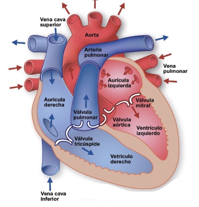 ENARM_intensivo's tweet photo. El corazón tiene cuatro cavidades: atrios (aurículas) derecho e izquierdo y ventrículos derecho e izquierdo.
#ENARM #ENARM202 https://t.co/qutcDPUTCg
