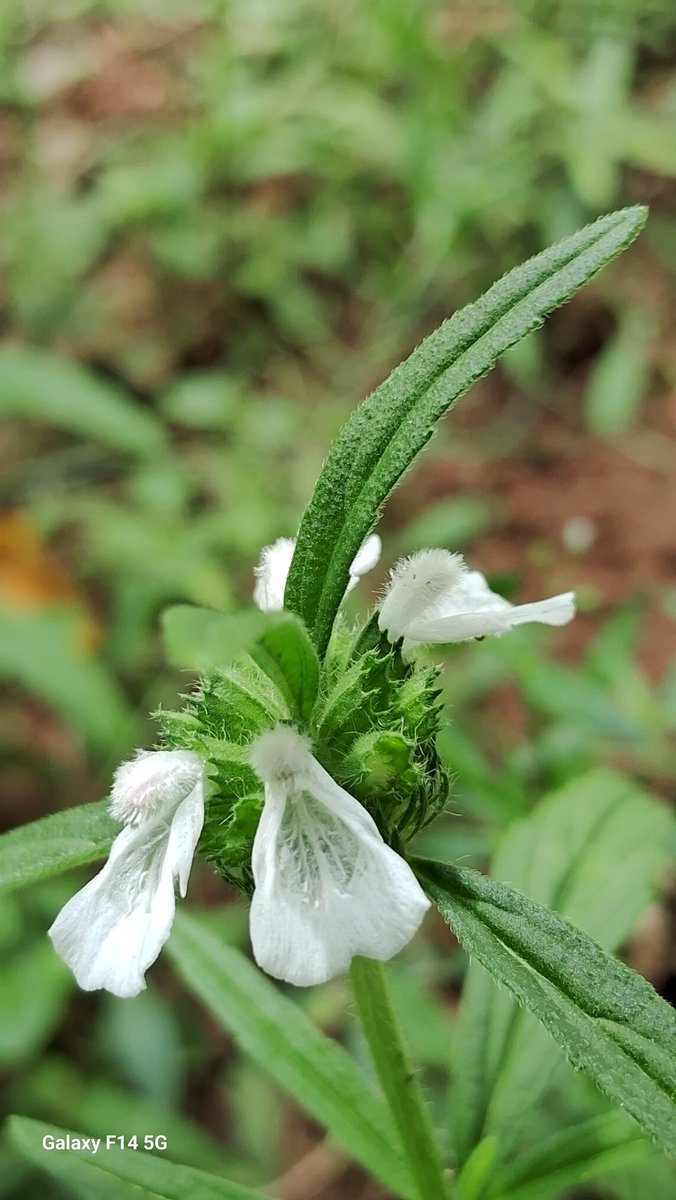 moorthyn350's tweet photo. 'LEUCAS ASPERA' plant (தும்பை செடி)...

Our home garden in Kanchipuram (21/05/23).

MOBILE PHOTOGRAPHY : SAMSUNG GALAXY F14 5G - f/1.8   1/100   3.98mm   ISO32. 

#Mobilephotography 
#MyPhoto
#SamsunggalaxyF14 https://t.co/89FVFTh3tC