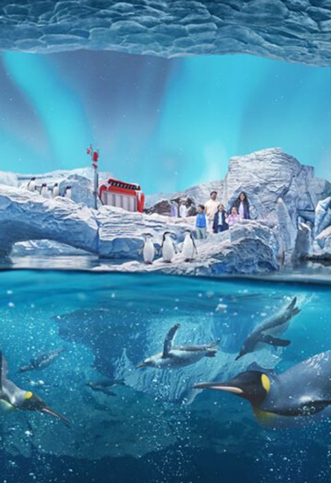 dojoinapp's tweet photo. Escape to an aquatic paradise at SeaWorld Abu Dhabi and be amazed by the beauty of marine life.

Grand opening on 23rd May 2023

Book now https://t.co/Ja2O1QHafg

#dojoin #seaworld #seaworldorlando #orca #killerwhale #seaworldcares #dolphin #sea #orlando #mega #cetacean #shamu https://t.co/qx9rJ60DkC
