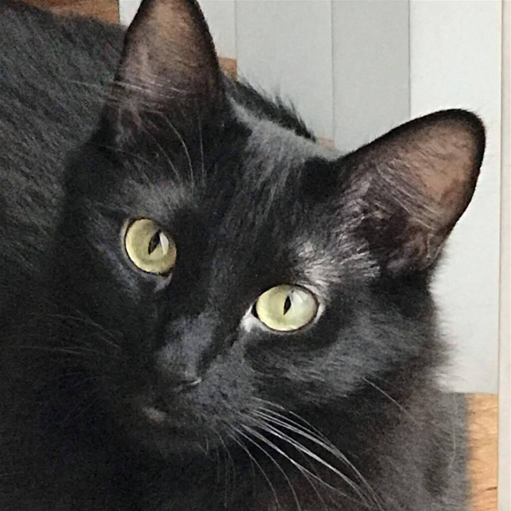 13thStCats's tweet photo. https://t.co/dw4WEMLtVv https://t.co/DElI3l8iAW