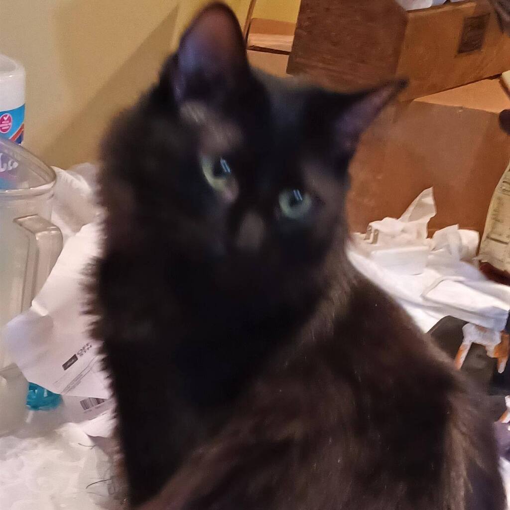 13thStCats's tweet photo. https://t.co/ExlCcUsaDM https://t.co/eQOms6Hs50
