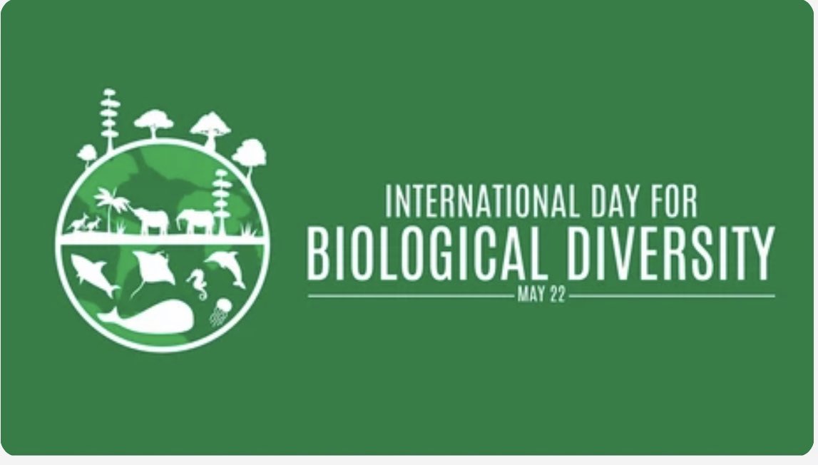 Today, we celebrate #BiodiversityDay🌿
We all have the responsibility to #BuildBackBiodiversity for generations to come.🌏
This is possible if we achieve the #KMGBF targets by 2030. 

Through #NaturebasedSolutions we can halt biodiversity loss #Together. 

#AgreementToAction