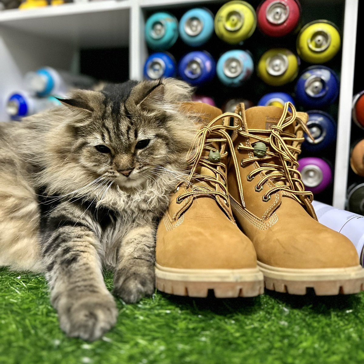 niakie0613's tweet photo. NIAKIE: (talking to Boomie) hon I need photos for the hood cats and hood kitties beads
BOOMIE: Mom, hold my catnip (poses)
Canon enters frame...
CANON: mom take my photo too...
๐
๐
๐
โข
โข
โข
#HoodKitties #HoodCats #resin #beads #accessories #cats #meow https://t.co/NmHrwdqqi4