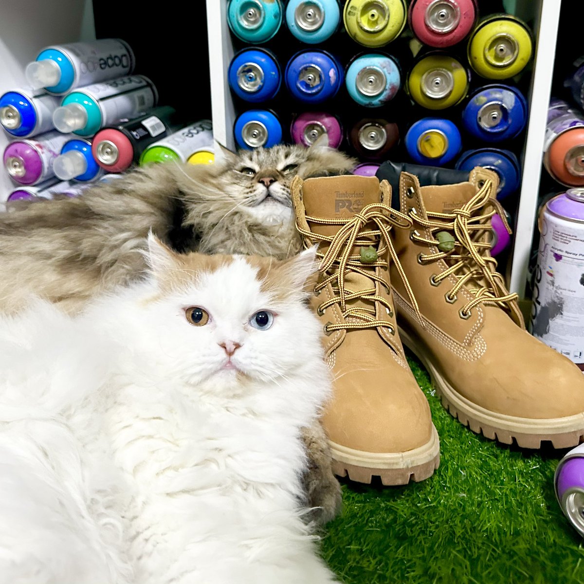 niakie0613's tweet photo. NIAKIE: (talking to Boomie) hon I need photos for the hood cats and hood kitties beads
BOOMIE: Mom, hold my catnip (poses)
Canon enters frame...
CANON: mom take my photo too...
๐
๐
๐
โข
โข
โข
#HoodKitties #HoodCats #resin #beads #accessories #cats #meow https://t.co/NmHrwdqqi4