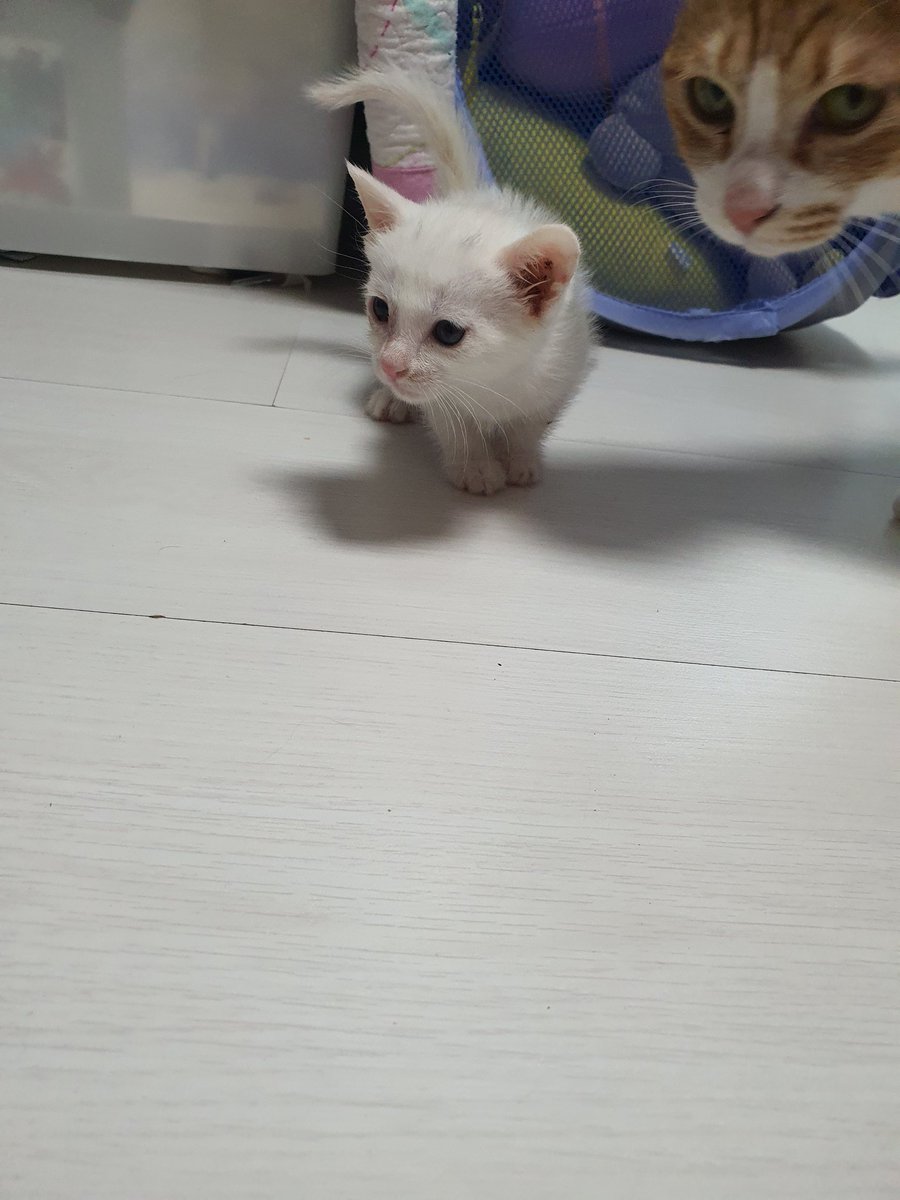 bodeum_anseong's tweet photo. 희둥쓰베이비들 https://t.co/Dwv9YHGugM