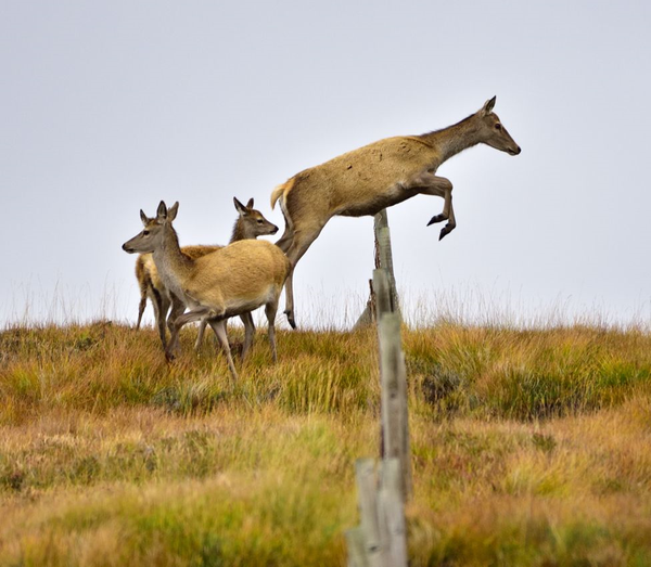 Scottish_Banner's tweet image. It's nearly the weekend, #JumpForJoy!
Great 📷Morris Macleod
#ScottishDeer #Scotland #Deer #ScottishBanner #LoveScotland #Alba #ScotlandIsCalling #TheBanner #ScotSpirit #BestWeeCountry