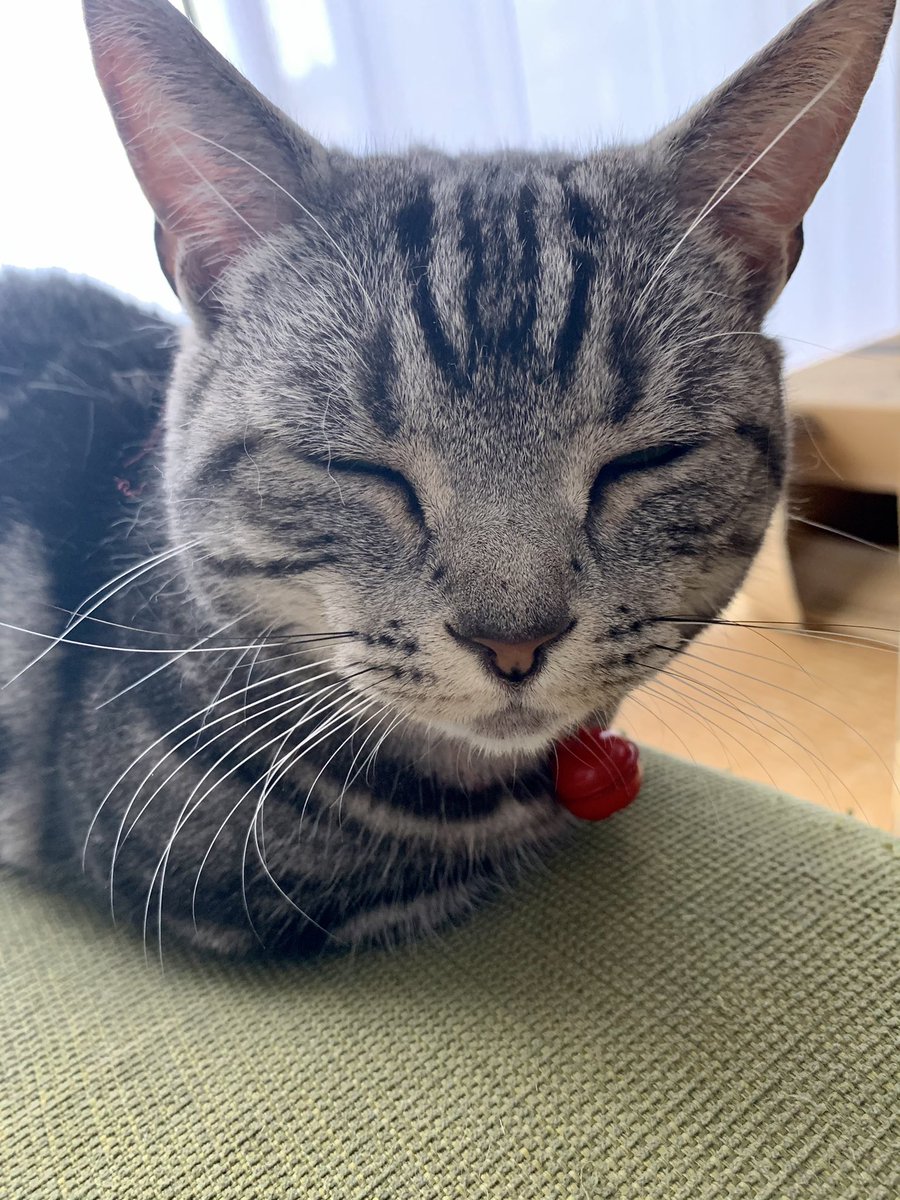 A201202's tweet photo. ママから撮ってもらったにゃ🐈‍⬛ https://t.co/R5eweAdtKA