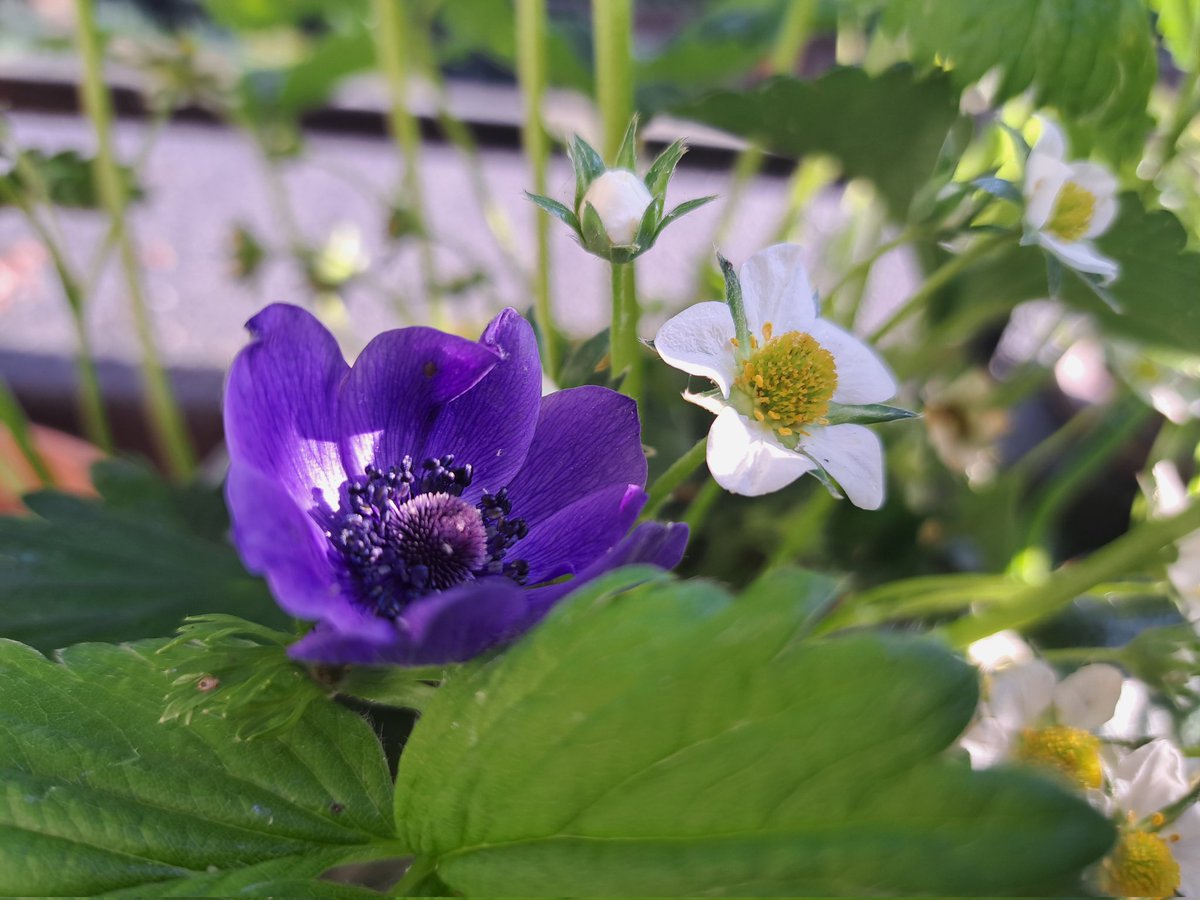 Dianagreenqueen's tweet photo. A new week is up for grabs, and it's #ChelseaFlowerShow. Looking forward to seeing more of the small space gardens. Here's an anemone and strawberry flower from my balcony. #MondayMorning #edimentals #balcony https://t.co/brjb6UIjNe
