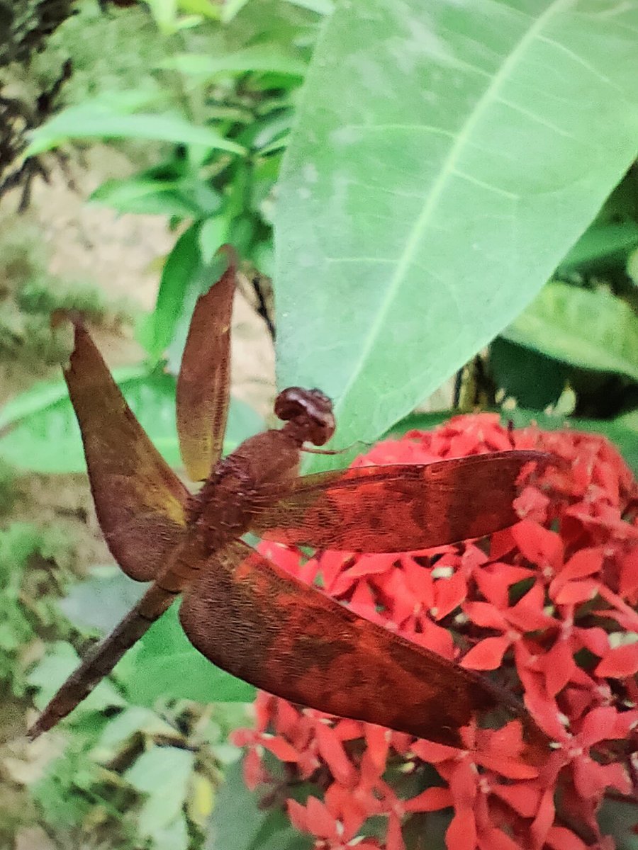 Let's do our bit to improve our #biodiversity by-

*Creating small water bodies around.
*No invasive #plants, #fish #birds exotic #pets
*More greens in cities by vines/creepers
*Lessen activity that generates Co2
#WorldBiodiversityDay
#Nature #IndiAves #ThePhotoHour #trees #earth