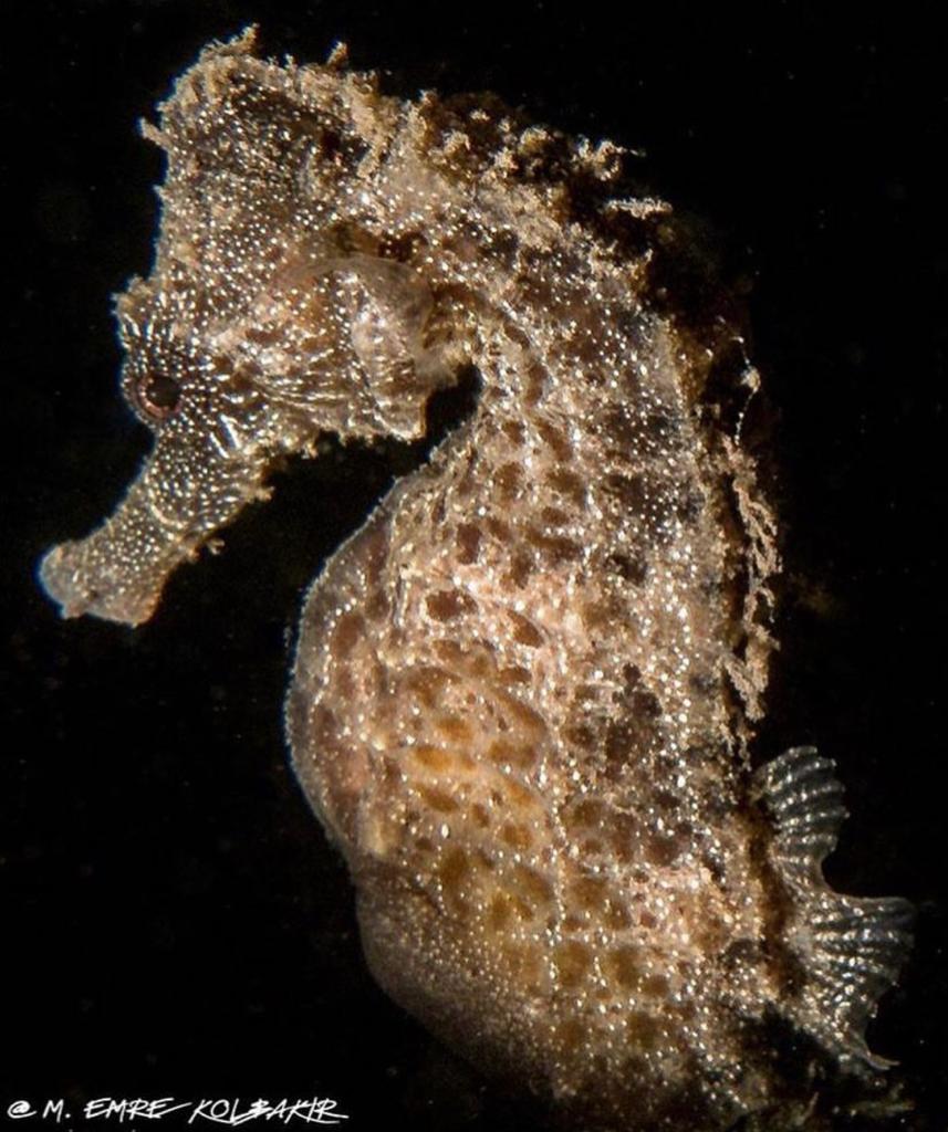 ax153571's tweet photo. #tahsinceylanphotography #tahsinceylan #tahsinceylancom #tahsinceylanunderwaterphotographervideographerdirector #tahsinceylanvideography #scuba #tüplüdalış #scubadiving #kasturkey #kasantalya #antalya https://t.co/PO2WAOdcJz