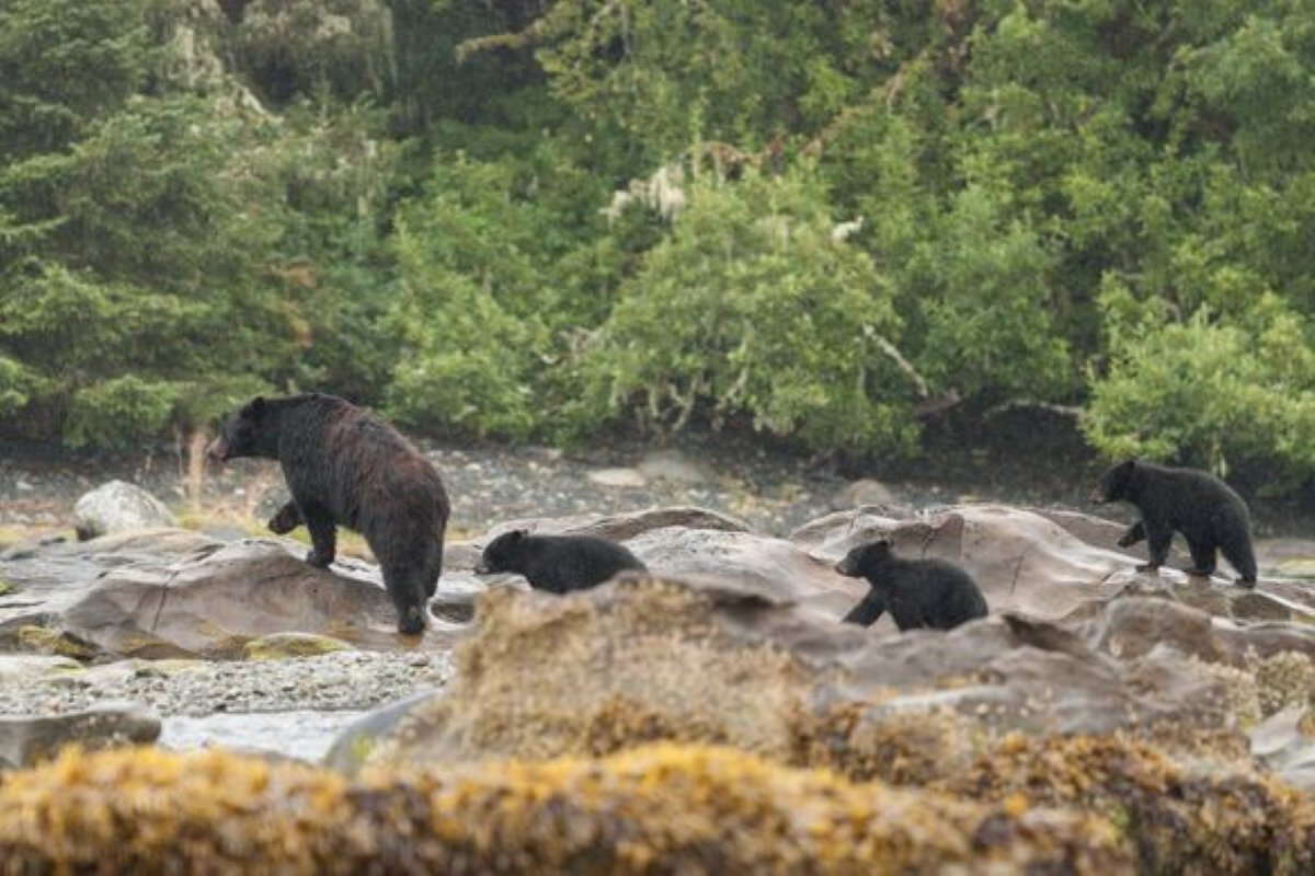 Indigenous #Storytellers in British Columbia Share Their #Connection to Bears and Whales Indigenous Storytellers in British Columbia Share Their Connection to Bears and Whales

Supporting Indigenous tourism in Canada, bit.ly/45iB2Sh #IndigenousTourism