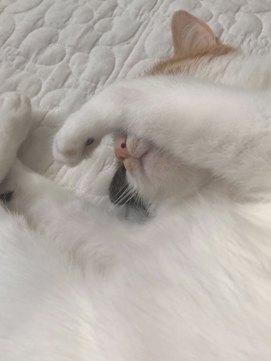 코코 tweet media
