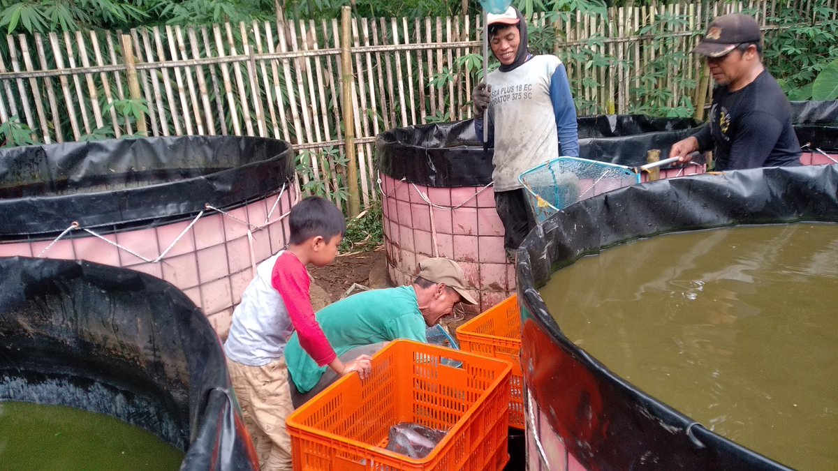 Jum'at (19/05 ), Eko Hadi Wijaya, Luhkan Kab. Malang, di Ds. Wiyurejo Kec. Pujon, mendampingi Panen Lele program KOLEGA Stunting, panen parsial sebanyak 35 kg (dari 2 kolam bundar D3, diambil size 2-9 ekor/Kg) panen tidak dijual

#GiatLuhkanSatminkalBWI 
#Malang 
#Panen
#luhlapor