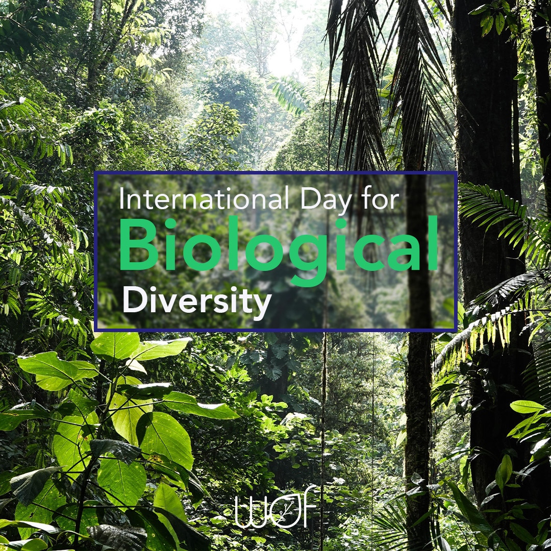 wof_agritech's tweet photo. The impacts of human activity on biological diversity are alarming. Food production, infrastructure, energy, and mining are responsible for 79% of the impact on threatened species.

#BiodiversityDay https://t.co/GjEeXX11e0