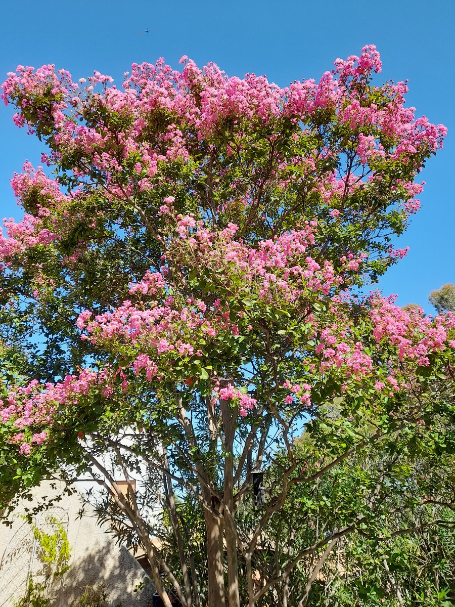 call_zaz's tweet photo. Quote with a tree picture taken by you https://t.co/d7ElAup8uh
