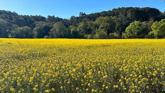 SomQuart tweet media