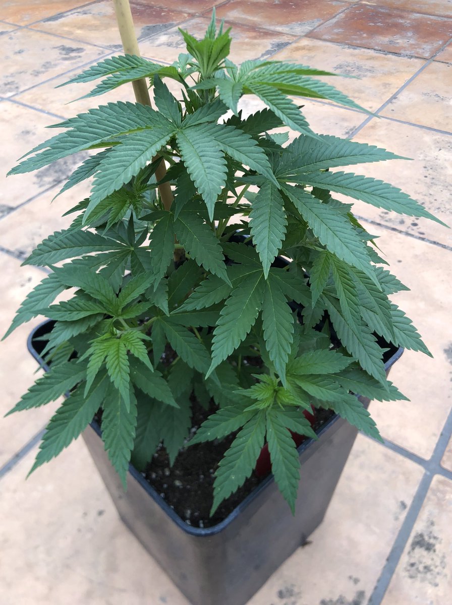 Biotops_es's tweet photo. #bigjack #queenseeds #biotops https://t.co/QcsNJtIifx