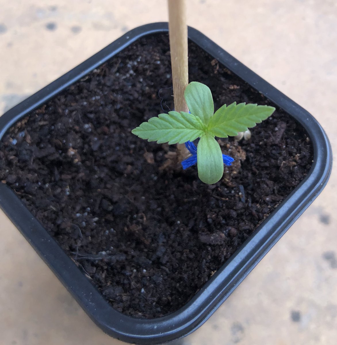 Biotops_es's tweet photo. #bigjack #queenseeds #biotops https://t.co/QcsNJtIifx