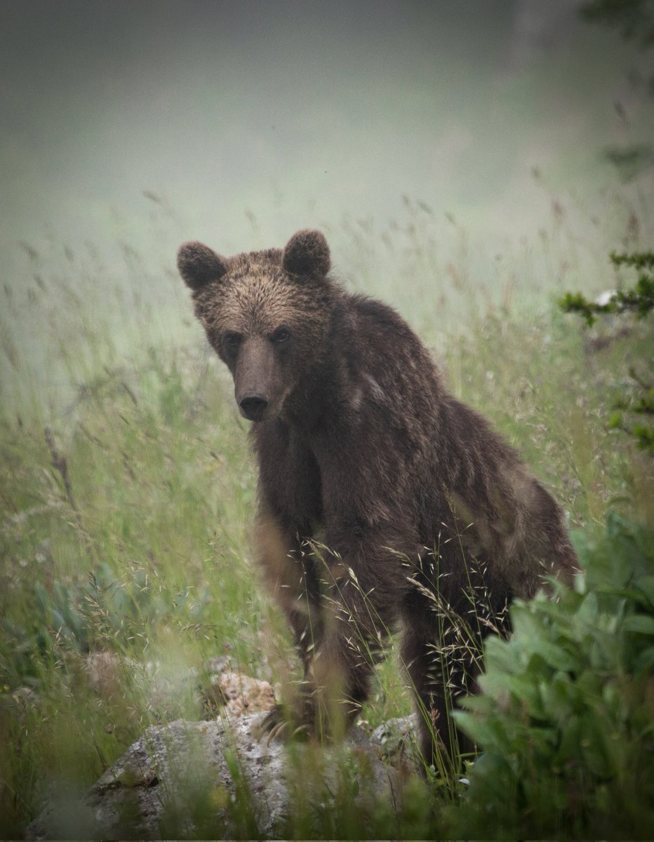 eshagh_sadati's tweet photo. International Day for Biological Diversity
به بهانه روز جهانی تنوع زیستی 
گوشه کوچکی از تنوع زیستی(منحصراً جانوری) غنی ایران مارو تماشا کنید.
از پارک ملی کیاسر تا پارک ملی گلستان.
امیدوارم روزهای سبزتری در انتظار این گنجینه های طبیعی ما باشه.
🌱🐻🦌🐆🐐🦅 https://t.co/cNH7Omrmkw