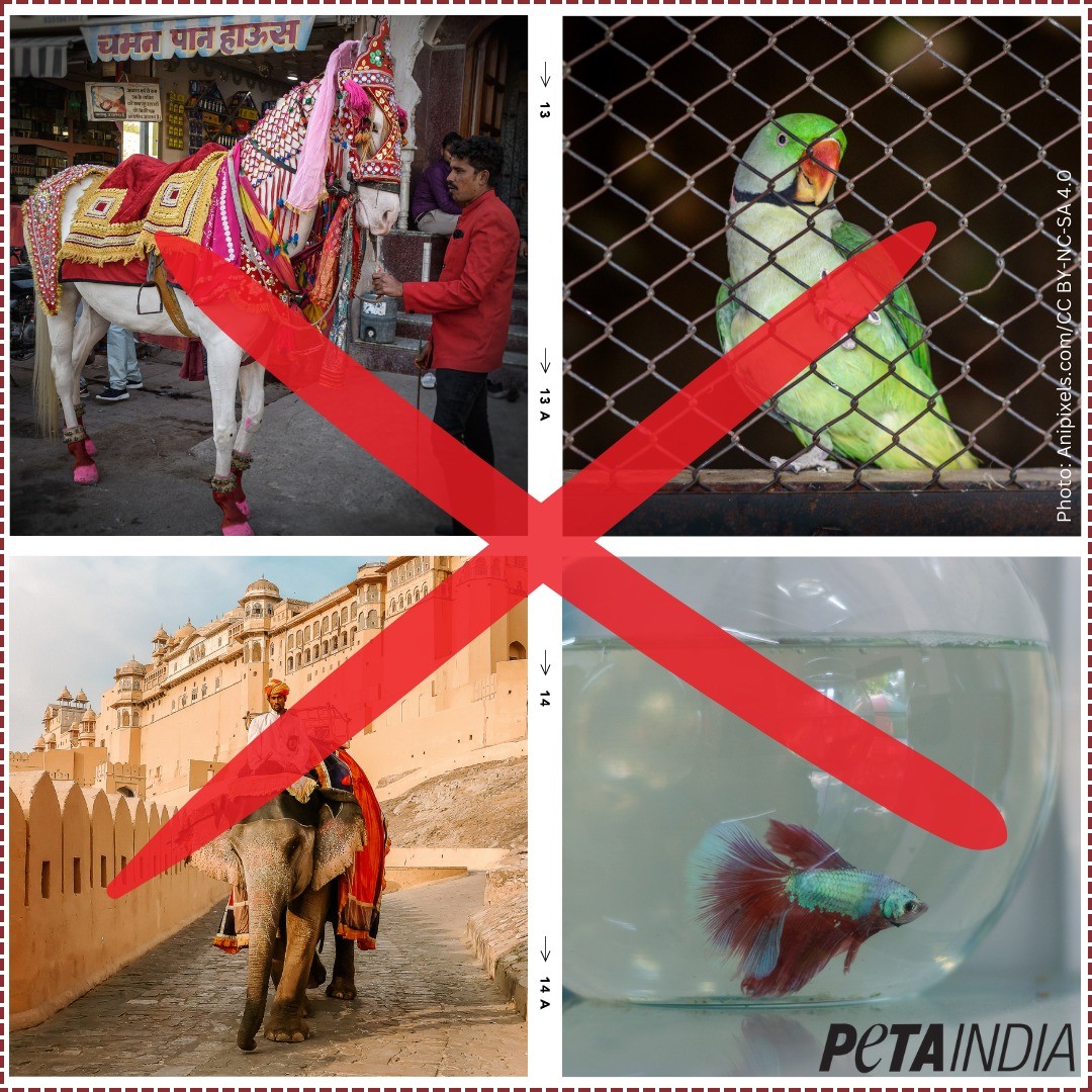 Forcing living, feeling sentient beings to live in confinement and isolation for our temporary entertainment is NOT COOL but CRUEL!

#BeKindToAnimalsWeek #NotOursToUseForEntertainment #SayNoToAnimalRides