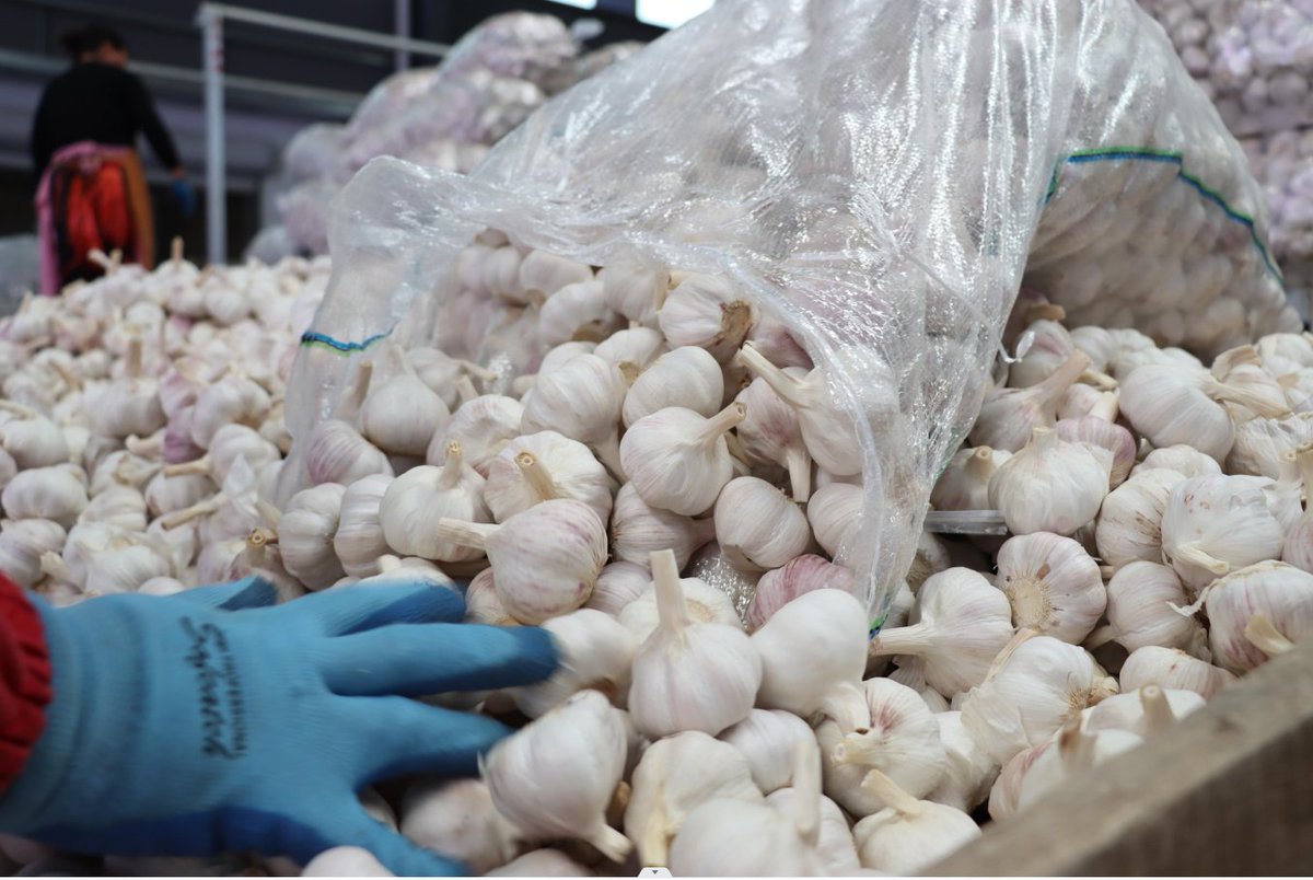 ChinaGarlic33's tweet photo. pizhou #garlic https://t.co/4ZSkgwqXst