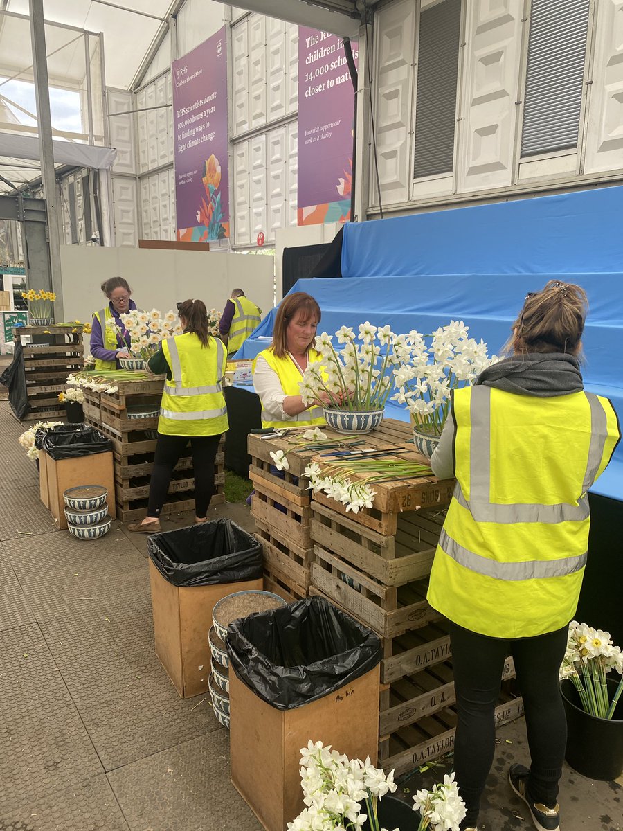 Final arrangements of @taylorsbulbs <a href="/The_RHS/">The RHS</a> #chelseaflowershow2023 display last night. #daffodils