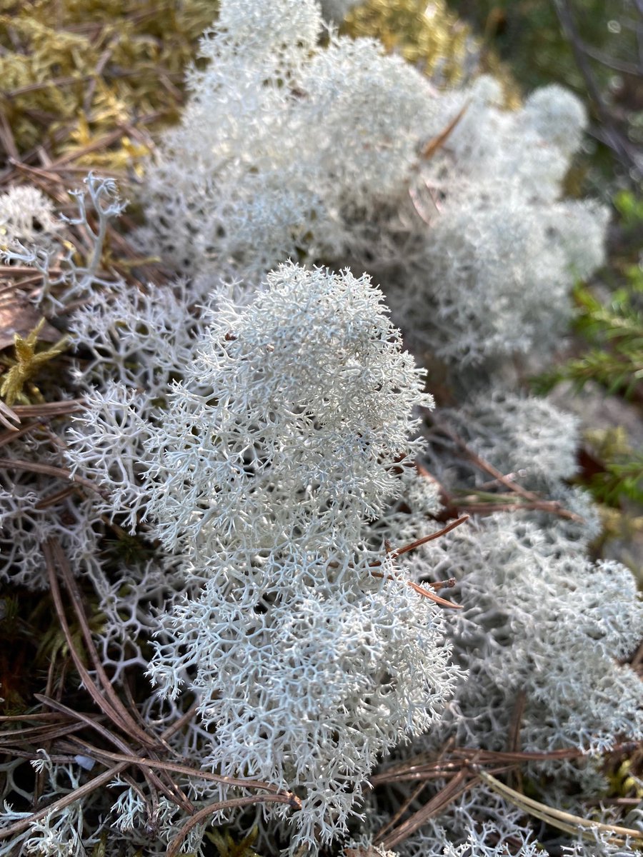 Huomenta kaikille erämaasta! Miksiköhän luonnossa on kermavaahdolla päällystettyjä kiviä?