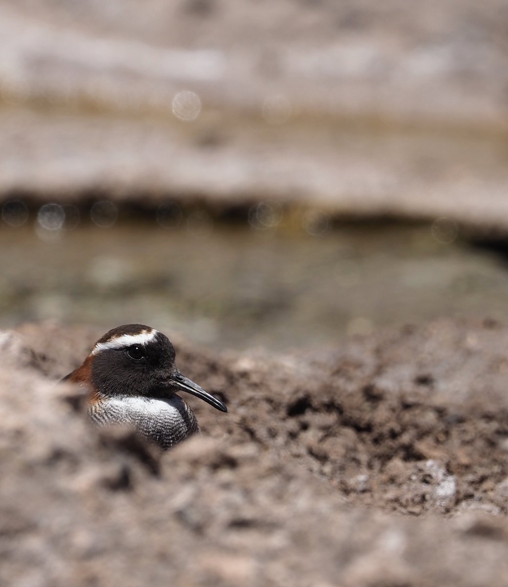 MikanderNina's tweet image. This #BiodiversityDay @BirdLife_Policy is supporting #BirdLife partners to move from #AgreementToAction on the @UNBiodiversity #KMGBF!

For likes of this little guy and all of the wonder that is #nature. 🌱

#BuildBackBiodiversity 

Diademed sandpiper-plover, Chile, Dec 2022