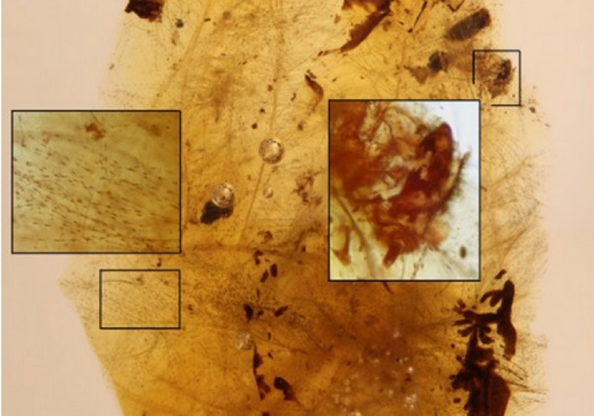 Restos de muda de larvas de escarabajo entre plumas de dinosaurio en una pieza de ámbar de hace 105 millones de años hallada en Sant Just, Teruel, España 
📷IGME-CSIC, 2023