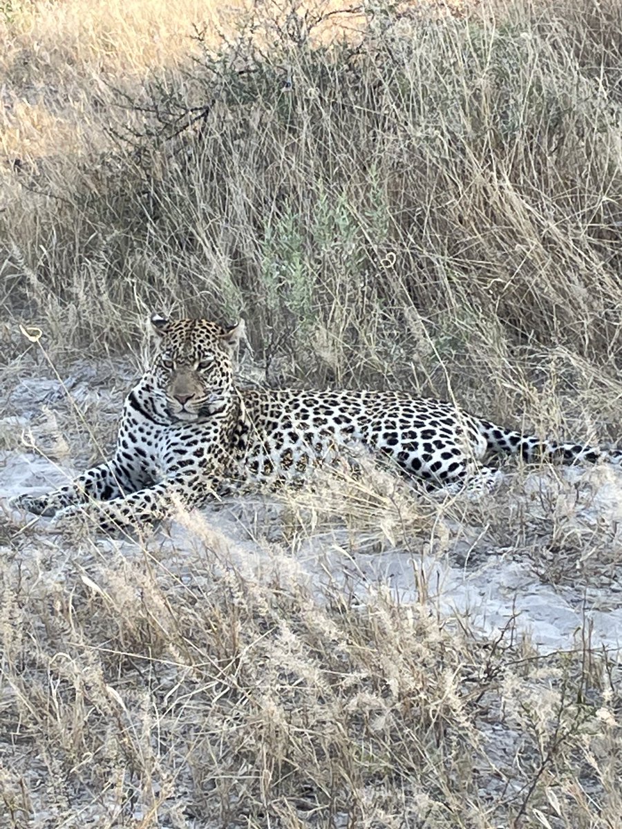 NickWestcott4's tweet photo. An outstandingly beautiful and memorable visit to the #Okavango . Big thanks to ⁦@WeAreWilderness⁩ who were superb, and #Botswana for great #conservation. https://t.co/uOMTMyj3EZ