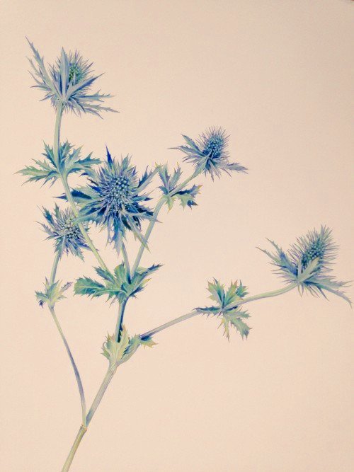 'Sea Holly' by Sarah Jane Humphrey, contemporary UK natural science/botanical illustrator #WomensArt