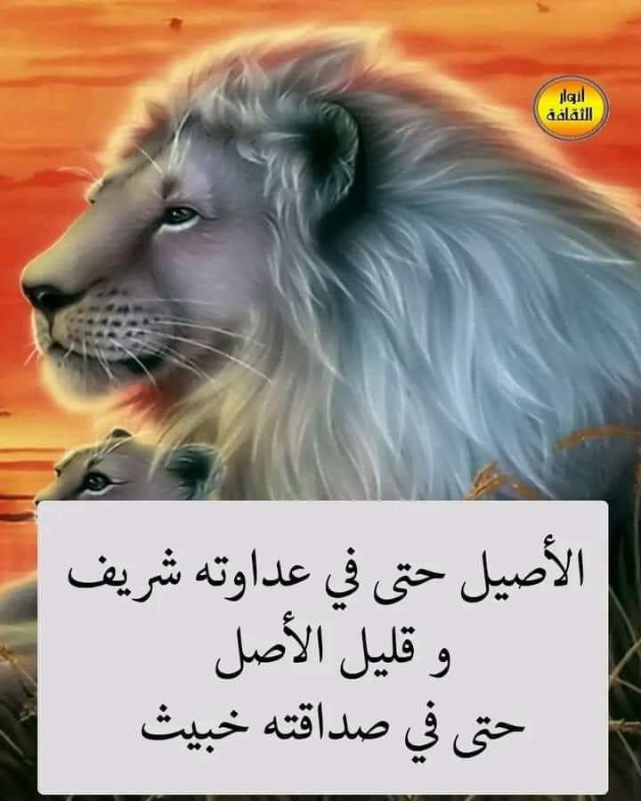 هذا فقط الاصيل لي كان نن رجل او امراة
