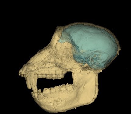 PalaeoNeuro's tweet photo. Had an awesome time last week talking cerbrocranial anatomy in fossil &amp; living primates with the 3D Evo Research Group @Lwilso9 &amp; EvoBehaviouralNeuro Lab @suz_dg 
#Neurology #fossils #SkullandBrain #VirtualAnatomy #primates #paleoneurology https://t.co/3ZYwFp1yWb