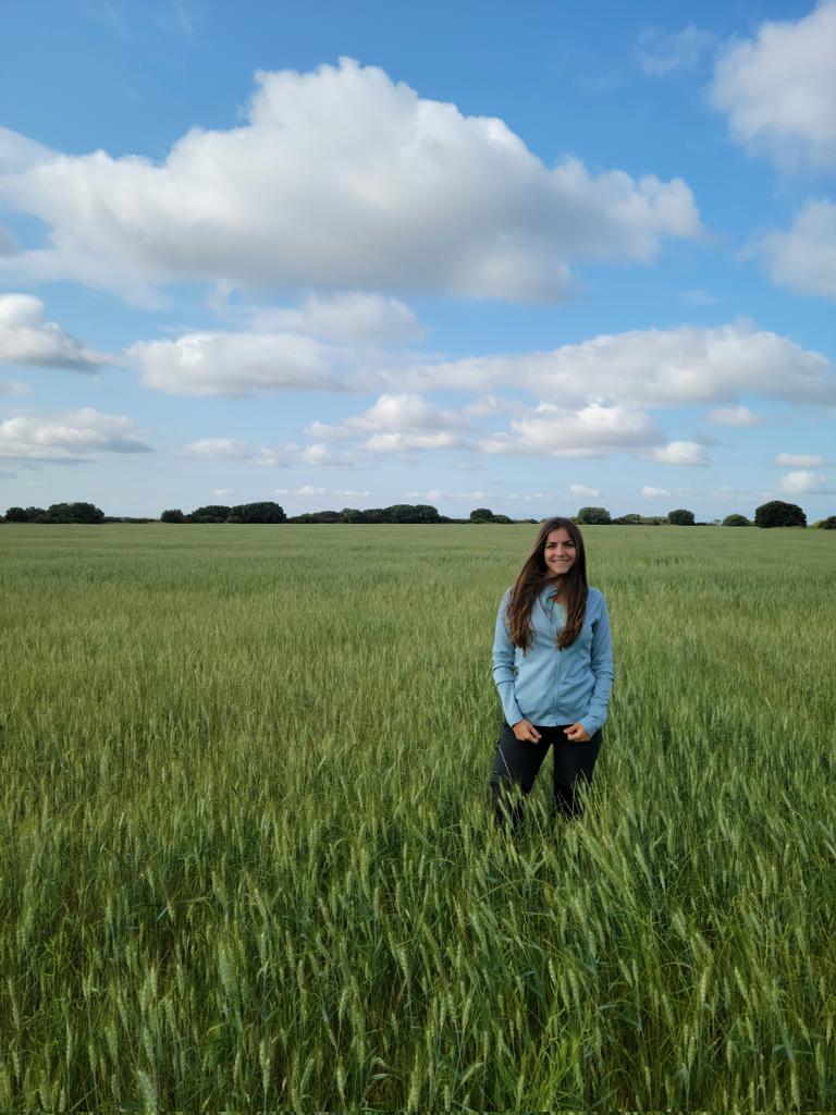 irenenonay's tweet photo. Ando un poco ausente últimamente, me gusta contar aquí las cosas bonitas de la agricultura y este año está siendo demoledor para el campo, dan ganas de llorar de ver lo seco que está todo.

Mi trigo en mayo de 2022 y ahora. La única diferencia: este año no ha llovido NADA. https://t.co/jMpcJ1cTdL