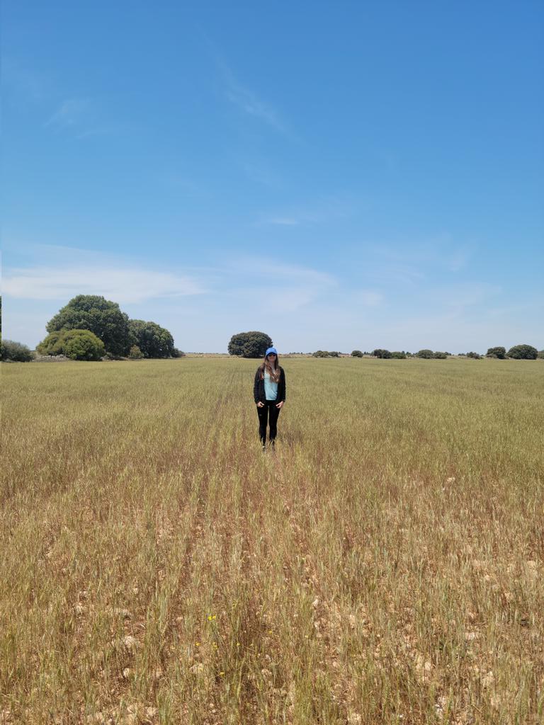 Ando un poco ausente últimamente, me gusta contar aquí las cosas bonitas de la agricultura y este año está siendo demoledor para el campo, dan ganas de llorar de ver lo seco que está todo.

Mi trigo en mayo de 2022 y ahora. La única diferencia: este año no ha llovido NADA.