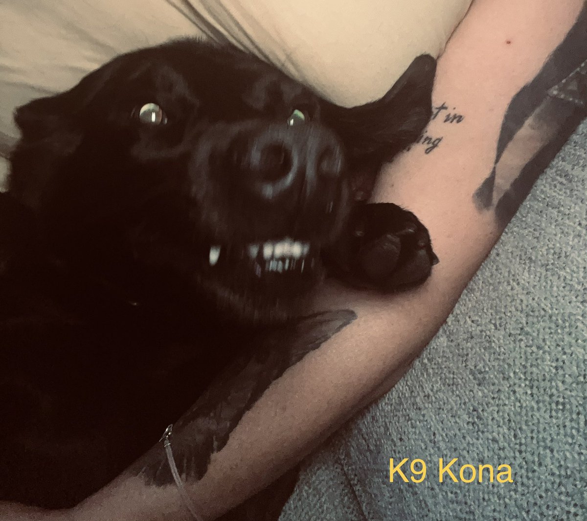 #K9Kona is the sweetest dog ever! How we got this mean Kona? Not sure. She says it’s her new #badassk9 look🙄 #k9 #blacklab #k9team #k9partner #bombdog #femalek9handler #lablife 💙🐾🐾