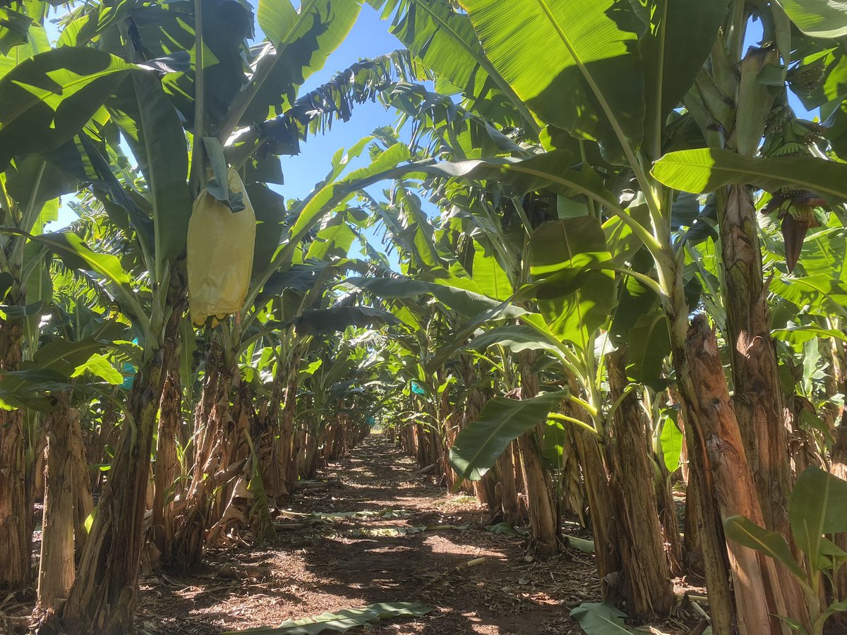 Beautiful weather in the NT today learning about mango and banana production with the <a href="/NetafimAusNZ/">Netafim Australia and New Zealand</a> team! So much diversity in our northern food bowl - keen to learn more at the <a href="/NTFarmers/">NTFarmers</a> Food Futures conference over the next few days