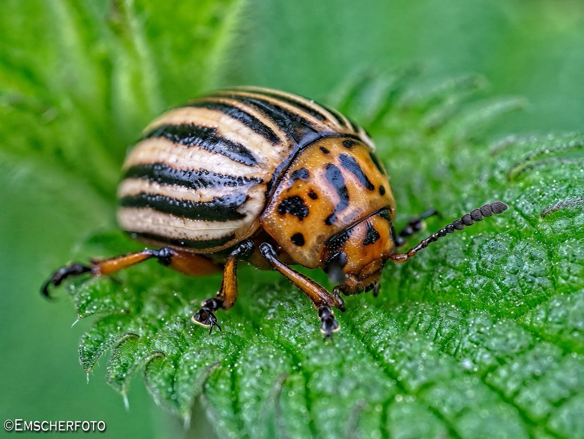thisdigitaldark's tweet image. Ein Kartoffelkäfer oder auch Coloradokäfer. Schick.

#makrofotografie
#macrophotography
#macro
#naturephotography
#nature
#photography
