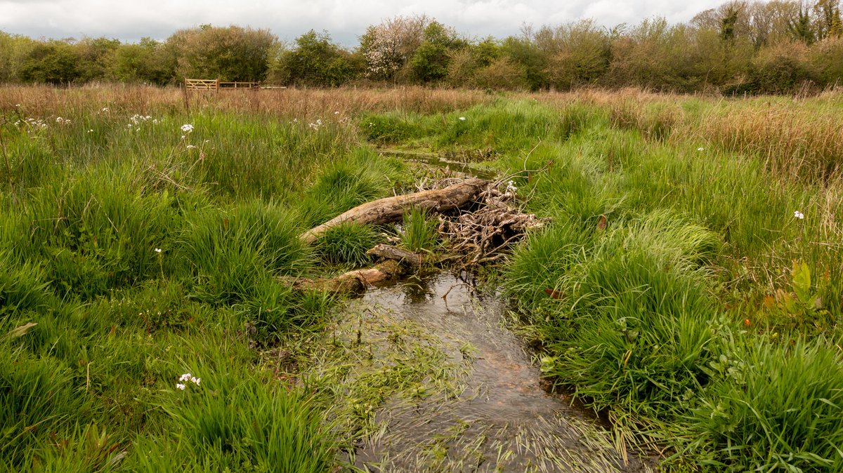 Spring Beck Project

Wood debris along the stream plays an important part in the biodiversity above and below the waterline. It creates a great habitat for fish and invertebrates. With this project, we added over 100 pieces to the river system.

Working with <a href="/N_Rivers_Trust/">Norfolk Rivers Trust</a>