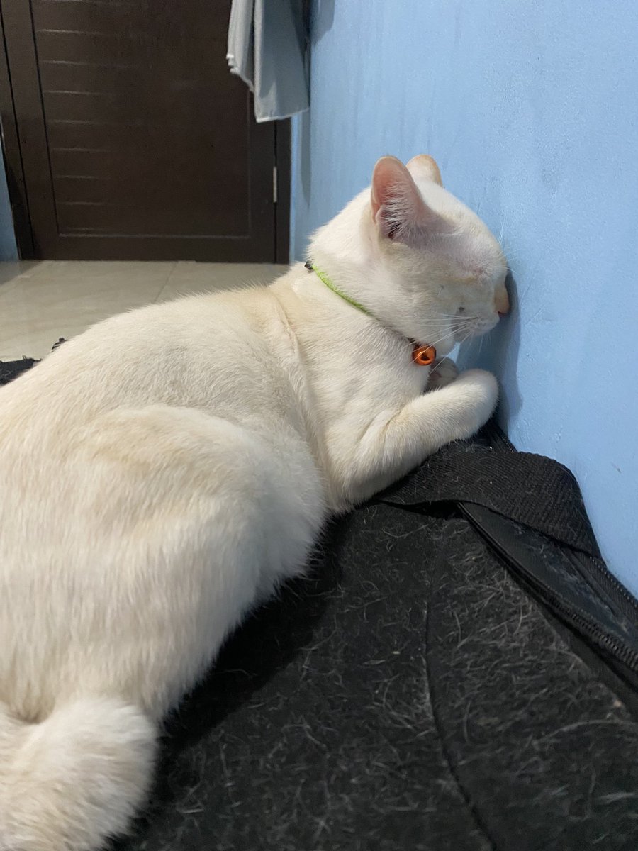 🐈 mana foto adek adek kalian yang kalo tidur gayanya suka diluar nalar itu. 🙂🙂🙂🤏🏻