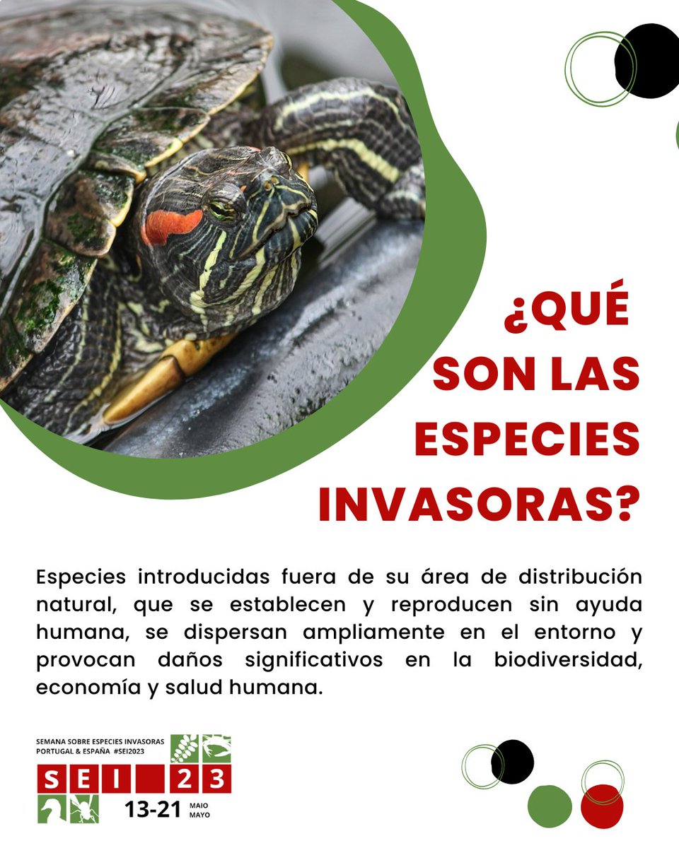 stopcortaderia's tweet photo. Tras 10 días de intensa #SEI2023 cerramos con una recopilaciñon de post para introducirnos en el conocimiento de las #EEI y su problemática
---
La #SEI2023 es un evento promovido por #REDEINVECO @PortugalEcology @GEIB_invasoras
@LifeInvasaqua @stopcortaderia @Invasoraspt https://t.co/8nVsAYqIcl