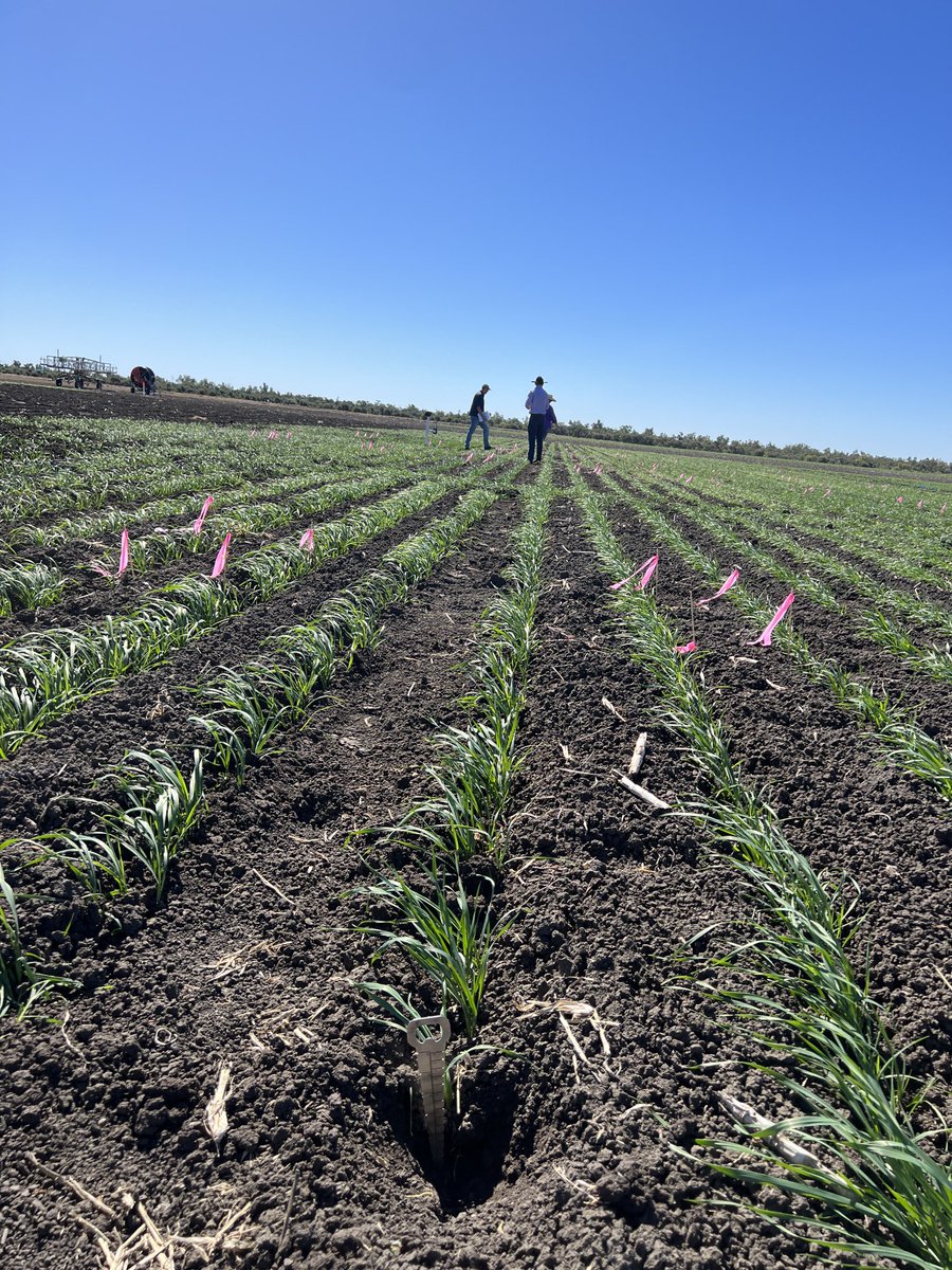 Great to have ⁦<a href="/rebetzke_0/">Greg Rebetzke</a>⁩ on-site in #CQ inspecting one of our national ⁦⁦<a href="/theGRDC/">GRDC</a>⁩ Long Coleoptile Project trials in QLD. Tos 1 (25 DAS) and flying &amp; Tos 2 (5 DAS) with job to do, at the DAF CQSCC. Magenta 13 pictured, deep sown with 10cm of soil over the seed.