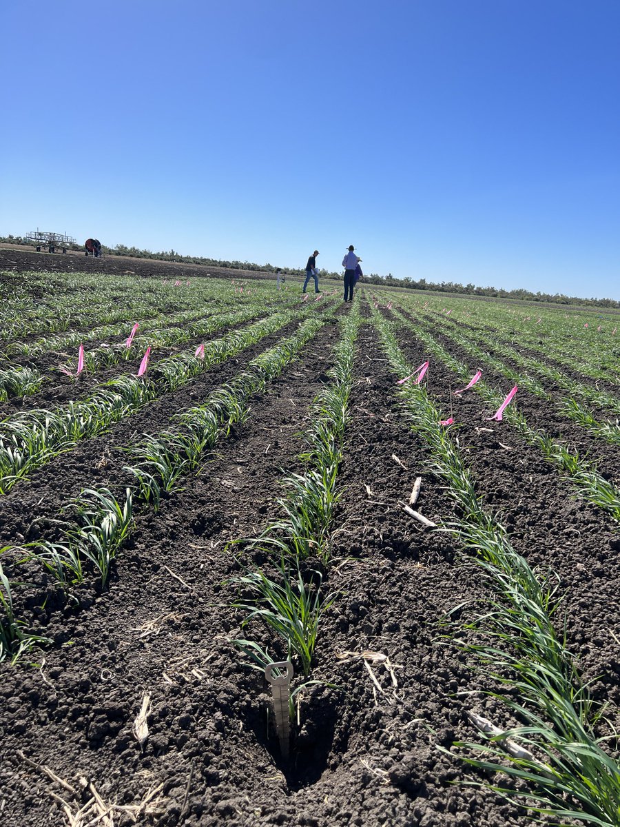 Great to have ⁦@rebetzke_0⁩ on-site in #CQ inspecting one of our national ⁦⁦@theGRDC⁩ Long Coleoptile Project trials in QLD. Tos 1 (25 DAS) and flying & Tos 2 (5 DAS) with job to do, at the DAF CQSCC. Magenta 13 pictured, deep sown with 10cm of soil over the seed.